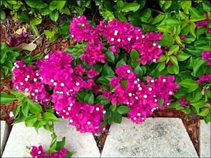 Bougainvillaea Begins To Bloom!