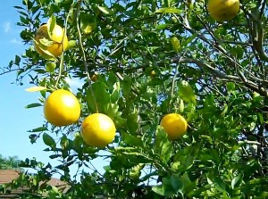 Cold Weather Is Good For Citrus!