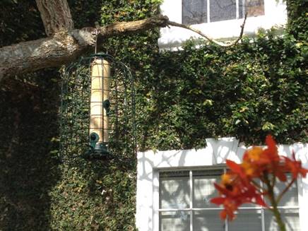 Watch The Rainbow-Colored Florida Bunting Bird From Your Own Home