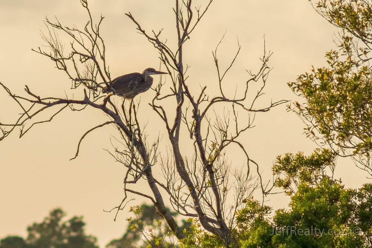 Pne Glades_03