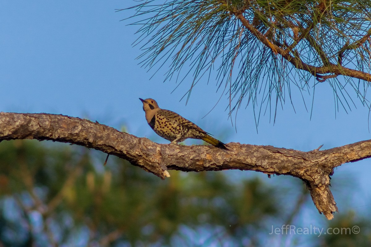 Pne Glades_04