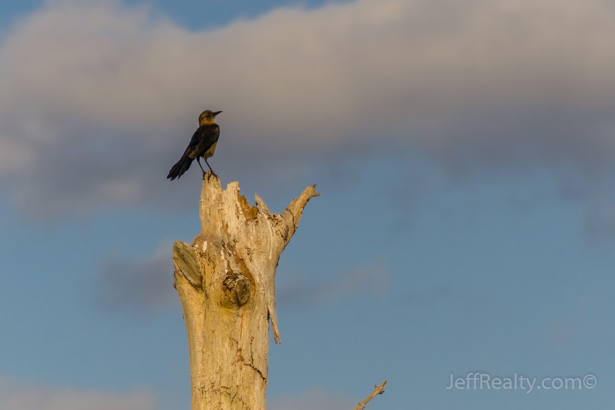 Pne Glades_05