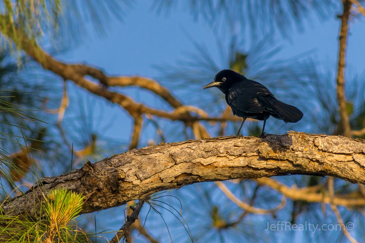 Pne Glades_06