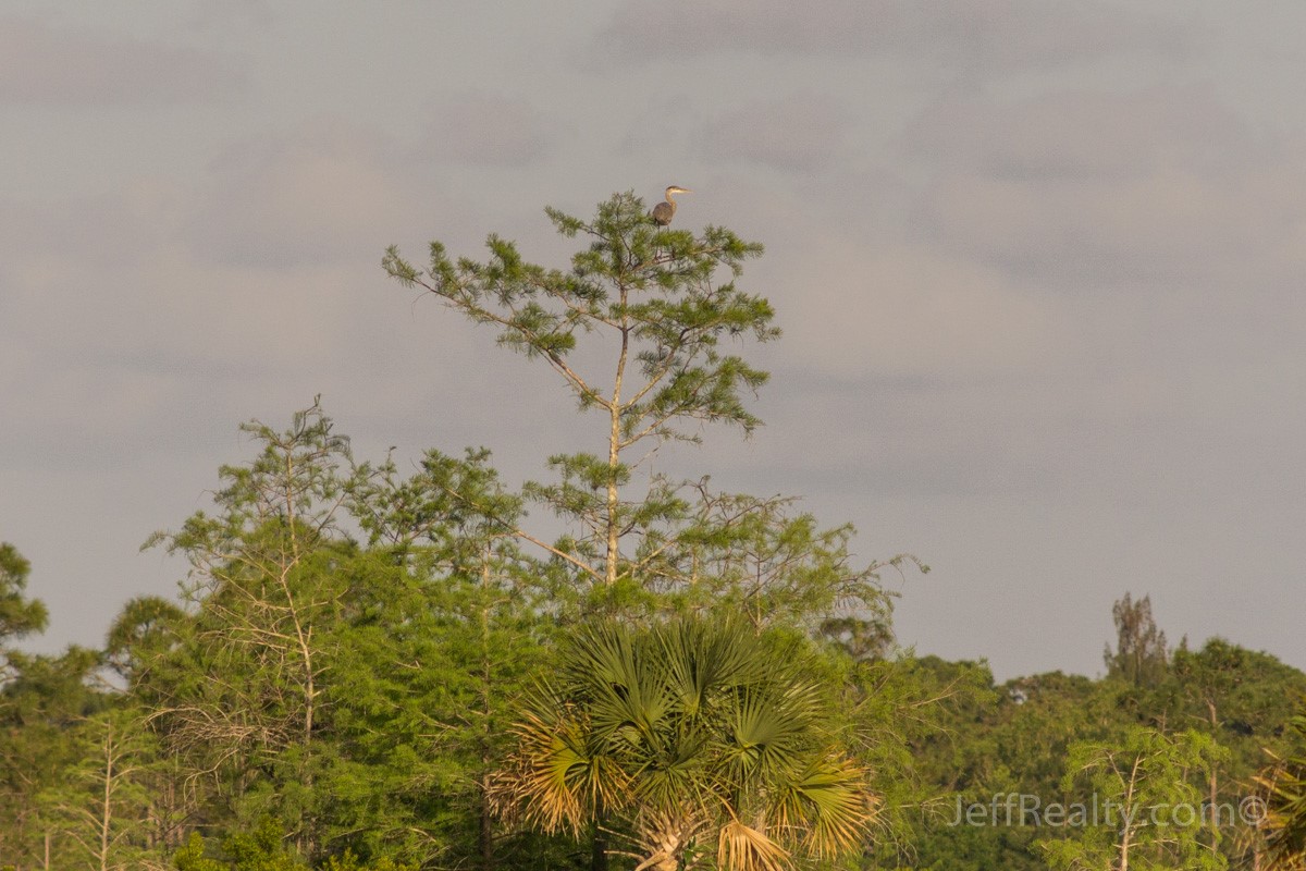Pne Glades_07