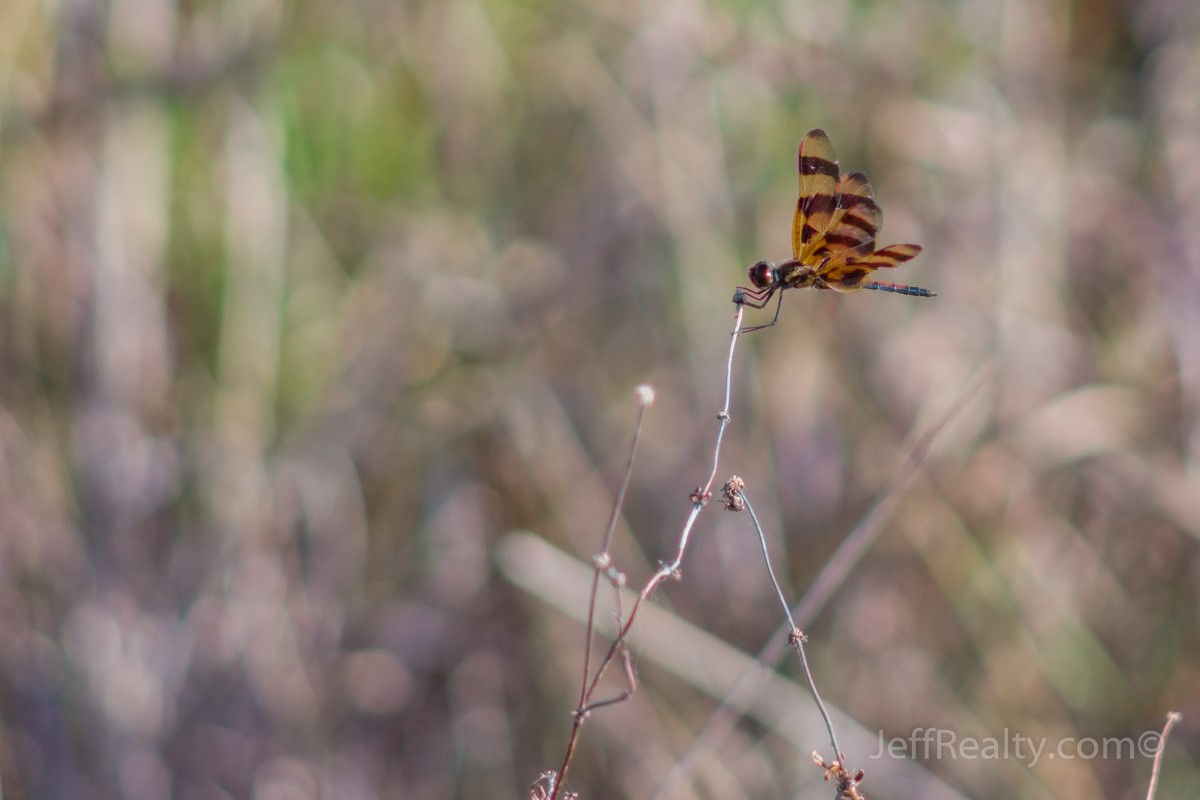 Pne Glades_08