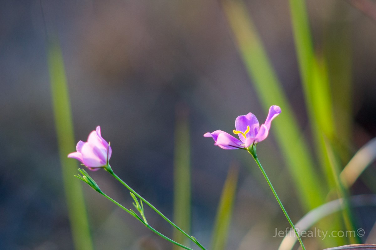 Pne Glades_09