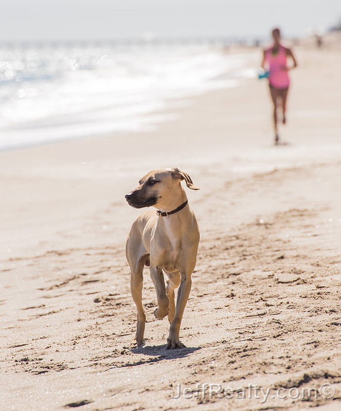 dog-beach_03