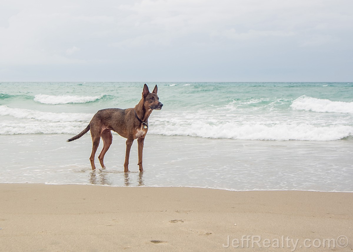 dog-beach_04