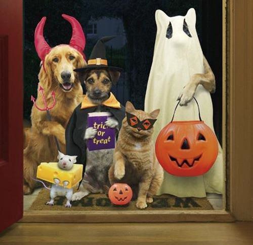 Howl-O-Ween Pet Contest