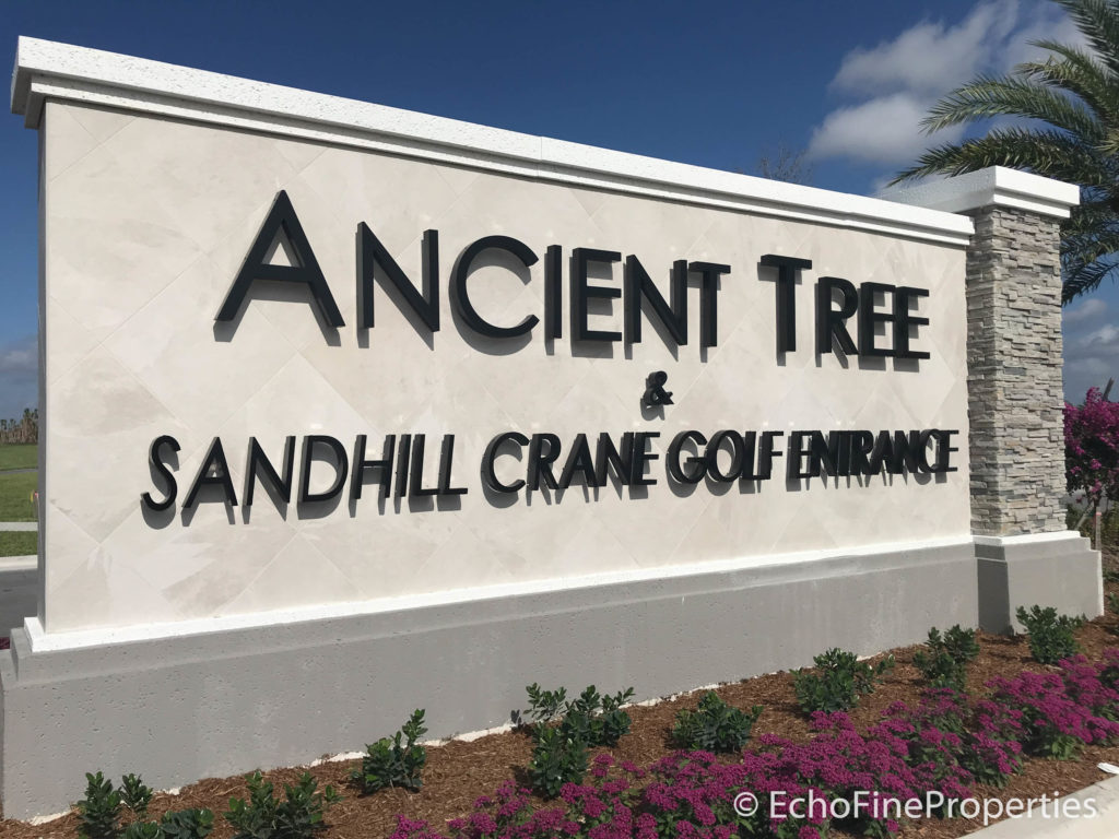 Ancient Tree